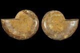 Cut & Polished, Agatized Ammonite Fossil (Pair)- Jurassic #110776-1